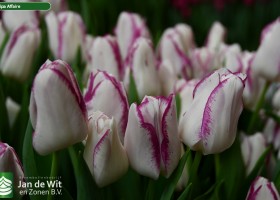 Tulipa Affaire ® (2)